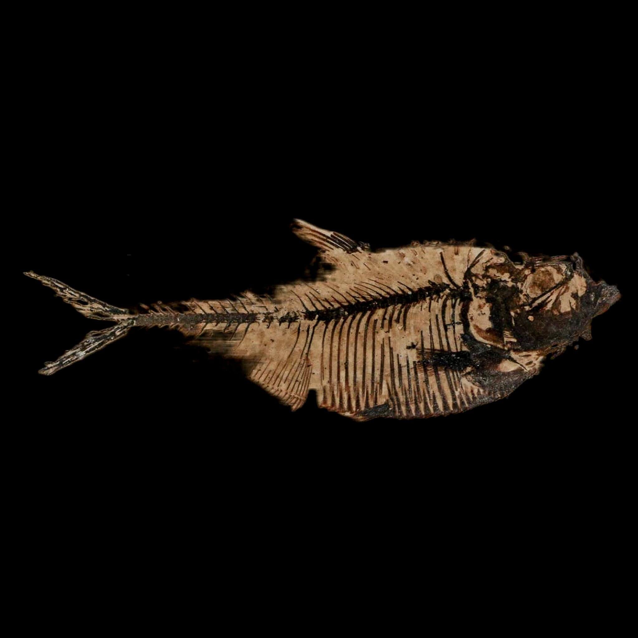 2.8" Diplomystus Dentatus Fossil Fish Green River FM WY Eocene Age COA, Stand - Fossil Age Minerals