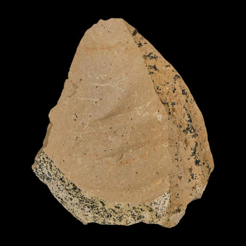 Two 2 Detailed Fossil Plant Leafs Metasequoia Dawn Redwood Oligocene Age MT COA - Fossil Age Minerals