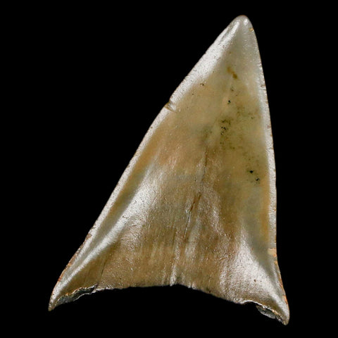 1.9" Quality Hastalis Mako Tooth Serrated Fossil Natural Miocene Age COA - Fossil Age Minerals