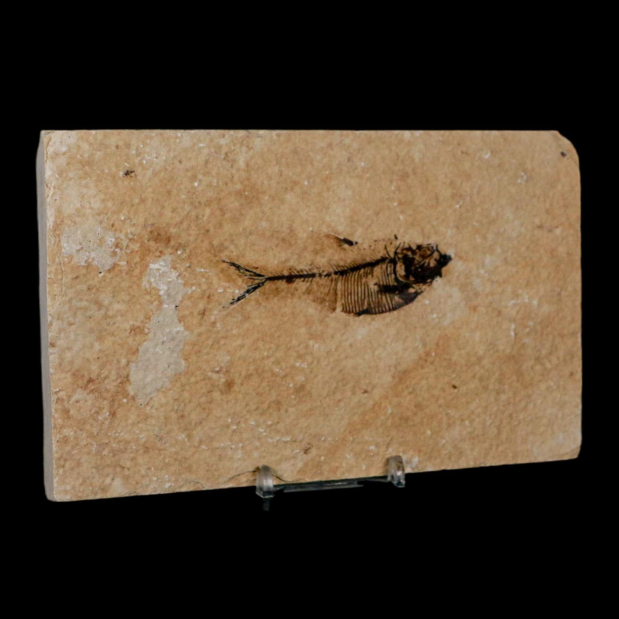 2.8" Diplomystus Dentatus Fossil Fish Green River FM WY Eocene Age COA, Stand - Fossil Age Minerals