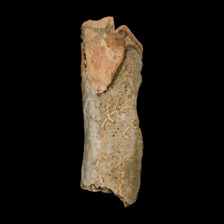 2.5" Tyrannosaurus Rex Fossil Bone Dinosaur Lance Creek Formation Wyoming COA