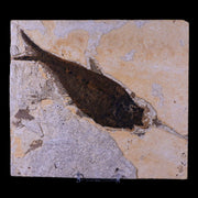 XL 6.2" Diplomystus Dentatus Fossil Fish Green River FM WY Eocene Age COA, Stand
