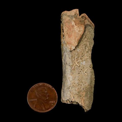 2.5" Tyrannosaurus Rex Fossil Bone Dinosaur Lance Creek Formation Wyoming COA