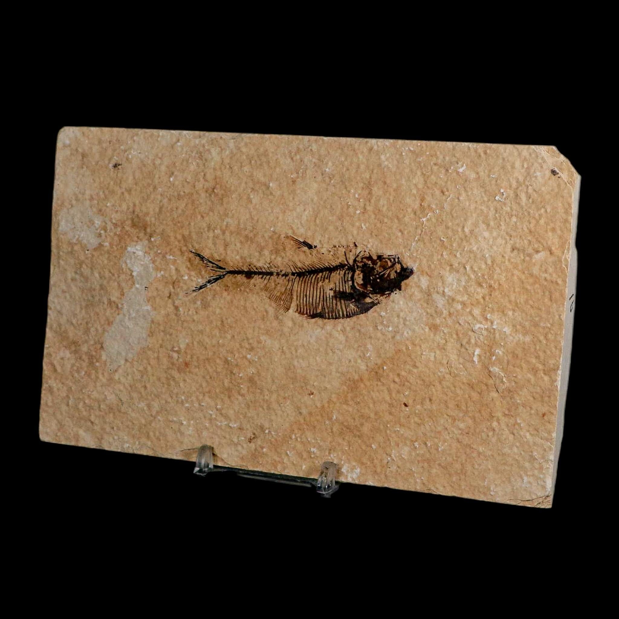 2.8" Diplomystus Dentatus Fossil Fish Green River FM WY Eocene Age COA, Stand - Fossil Age Minerals
