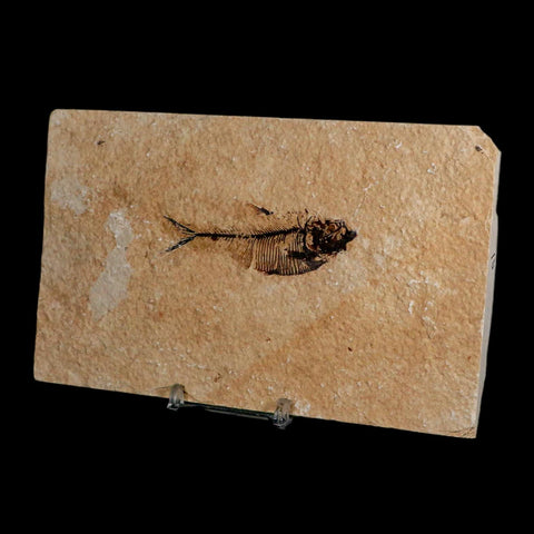 2.8" Diplomystus Dentatus Fossil Fish Green River FM WY Eocene Age COA, Stand
