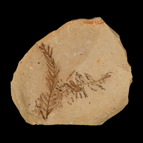 Two 2 Detailed Fossil Plant Leafs Metasequoia Dawn Redwood Oligocene Age MT COA - Fossil Age Minerals