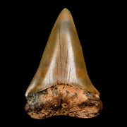 2.2" Quality Hastalis Mako Tooth Serrated Fossil Natural Miocene Age COA