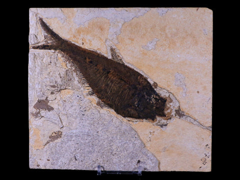 XL 6.2" Diplomystus Dentatus Fossil Fish Green River FM WY Eocene Age COA, Stand - Fossil Age Minerals