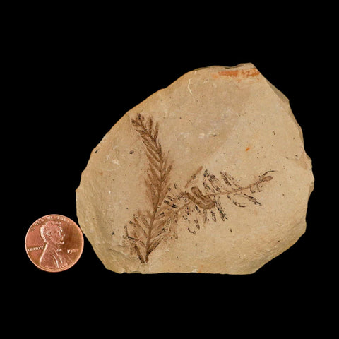 Two 2 Detailed Fossil Plant Leafs Metasequoia Dawn Redwood Oligocene Age MT COA - Fossil Age Minerals