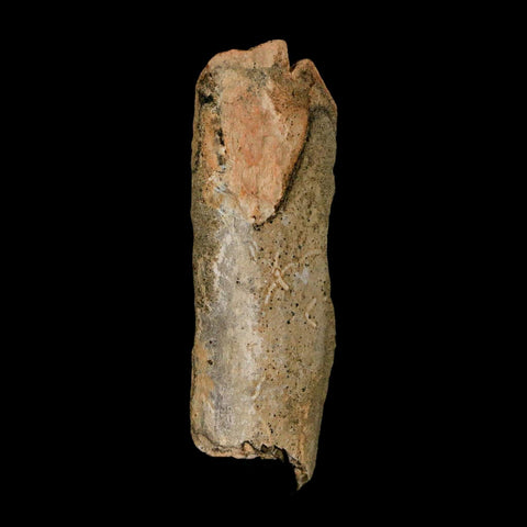2.5" Tyrannosaurus Rex Fossil Bone Dinosaur Lance Creek Formation Wyoming COA