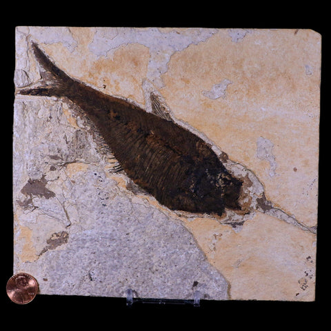XL 6.2" Diplomystus Dentatus Fossil Fish Green River FM WY Eocene Age COA, Stand - Fossil Age Minerals