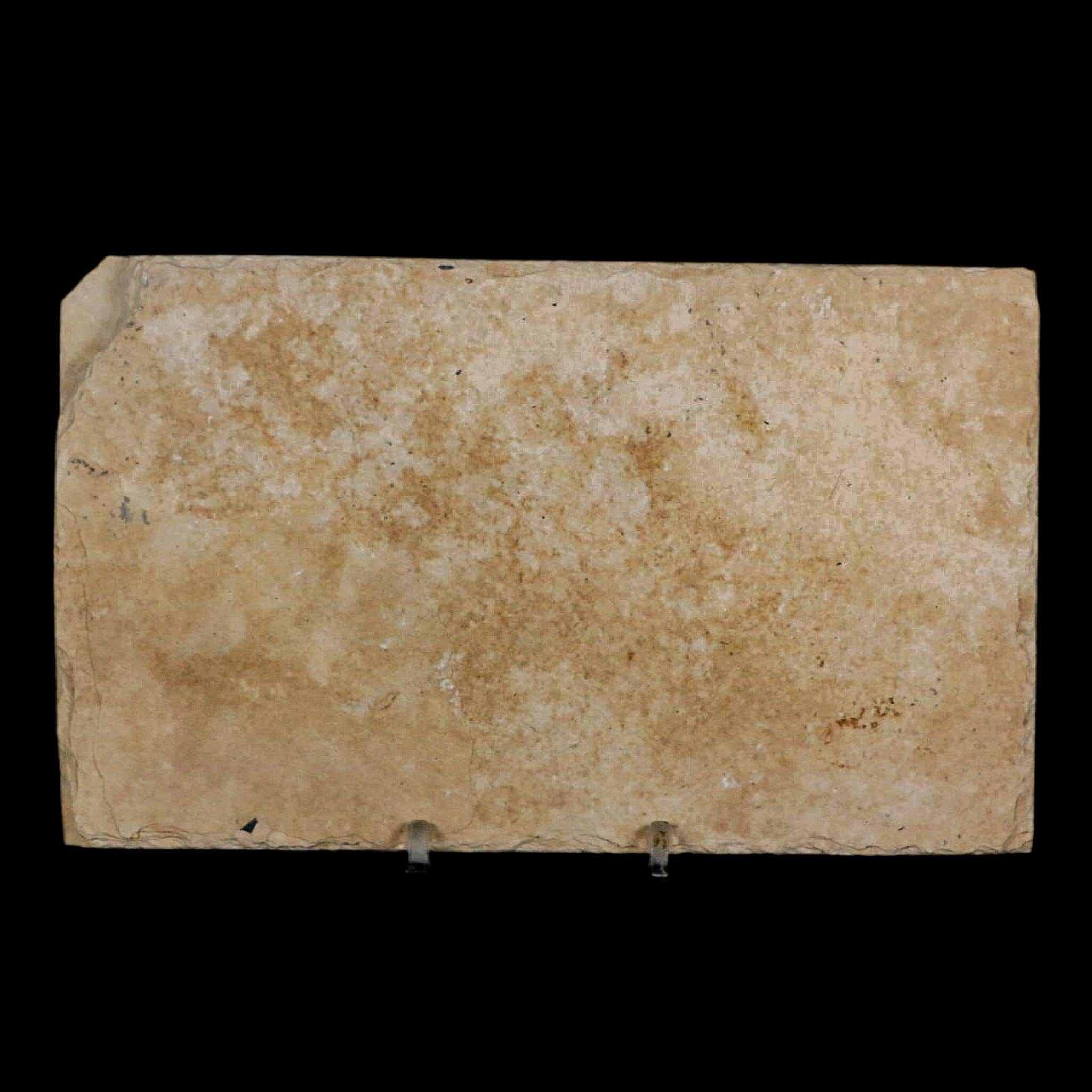2.8" Diplomystus Dentatus Fossil Fish Green River FM WY Eocene Age COA, Stand - Fossil Age Minerals