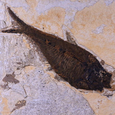 XL 6.2" Diplomystus Dentatus Fossil Fish Green River FM WY Eocene Age COA, Stand