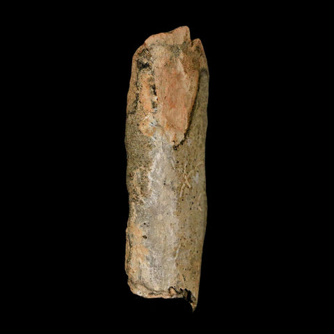 2.5" Tyrannosaurus Rex Fossil Bone Dinosaur Lance Creek Formation Wyoming COA