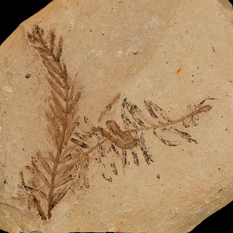 Two 2 Detailed Fossil Plant Leafs Metasequoia Dawn Redwood Oligocene Age MT COA - Fossil Age Minerals