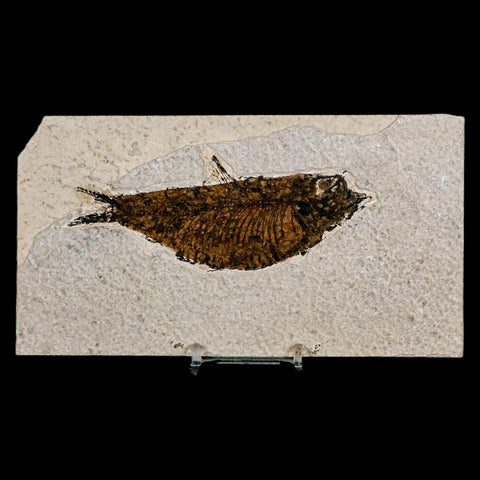 XL 4.6" Knightia Eocaena Fossil Fish Green River FM Wyoming Eocene Age COA & Stand
