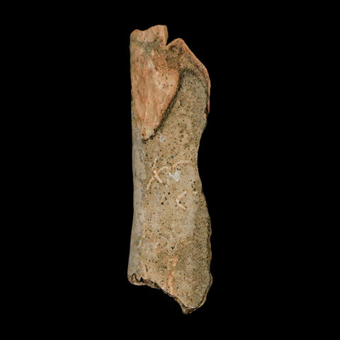 2.5" Tyrannosaurus Rex Fossil Bone Dinosaur Lance Creek Formation Wyoming COA