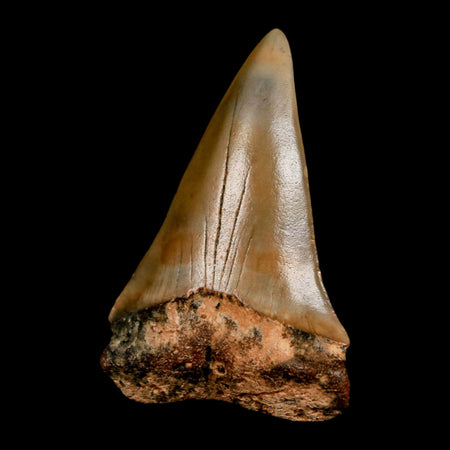 2.2" Quality Hastalis Mako Tooth Serrated Fossil Natural Miocene Age COA