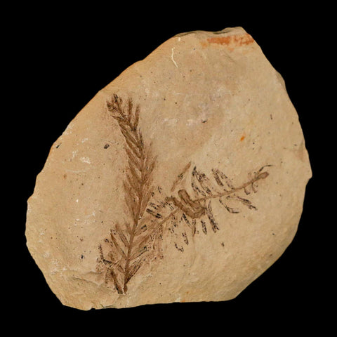 Two 2 Detailed Fossil Plant Leafs Metasequoia Dawn Redwood Oligocene Age MT COA - Fossil Age Minerals