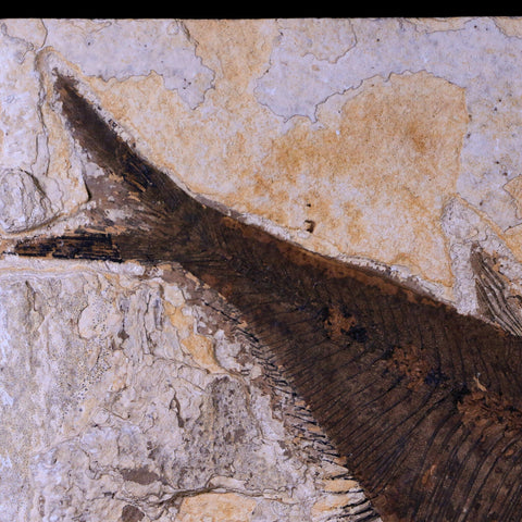 XL 6.2" Diplomystus Dentatus Fossil Fish Green River FM WY Eocene Age COA, Stand - Fossil Age Minerals
