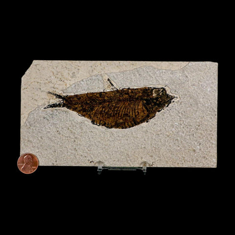 XL 4.6" Knightia Eocaena Fossil Fish Green River FM Wyoming Eocene Age COA & Stand