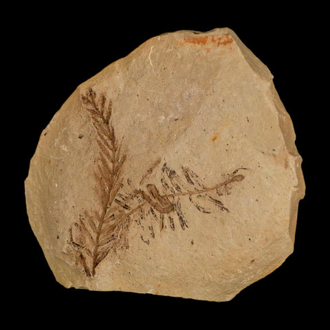 Two 2 Detailed Fossil Plant Leafs Metasequoia Dawn Redwood Oligocene Age MT COA - Fossil Age Minerals