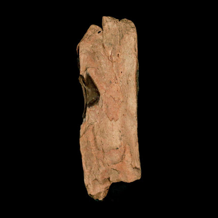 2.5" Tyrannosaurus Rex Fossil Bone Dinosaur Lance Creek Formation Wyoming COA