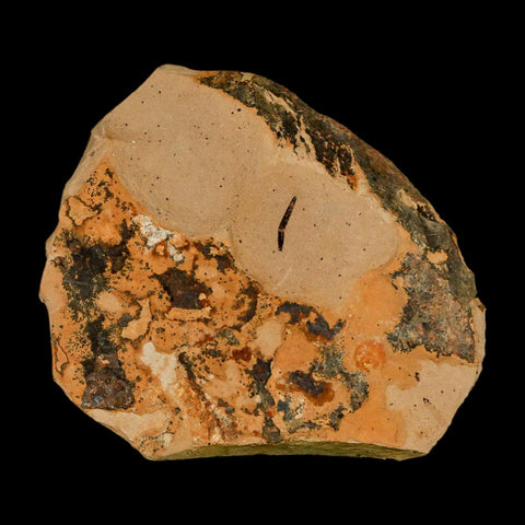 Two 2 Detailed Fossil Plant Leafs Metasequoia Dawn Redwood Oligocene Age MT COA - Fossil Age Minerals