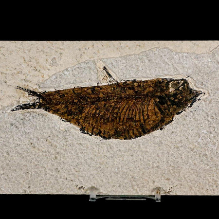 XL 4.6" Knightia Eocaena Fossil Fish Green River FM Wyoming Eocene Age COA & Stand