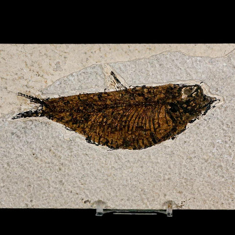 XL 4.6" Knightia Eocaena Fossil Fish Green River FM Wyoming Eocene Age COA & Stand