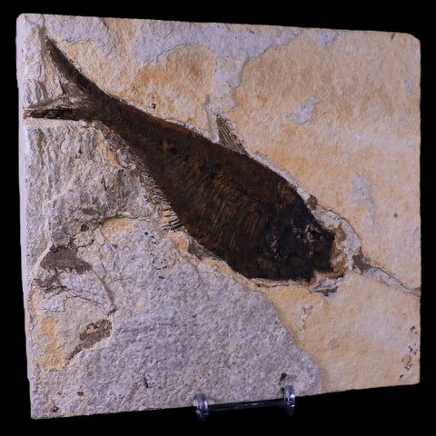 XL 6.2" Diplomystus Dentatus Fossil Fish Green River FM WY Eocene Age COA, Stand - Fossil Age Minerals