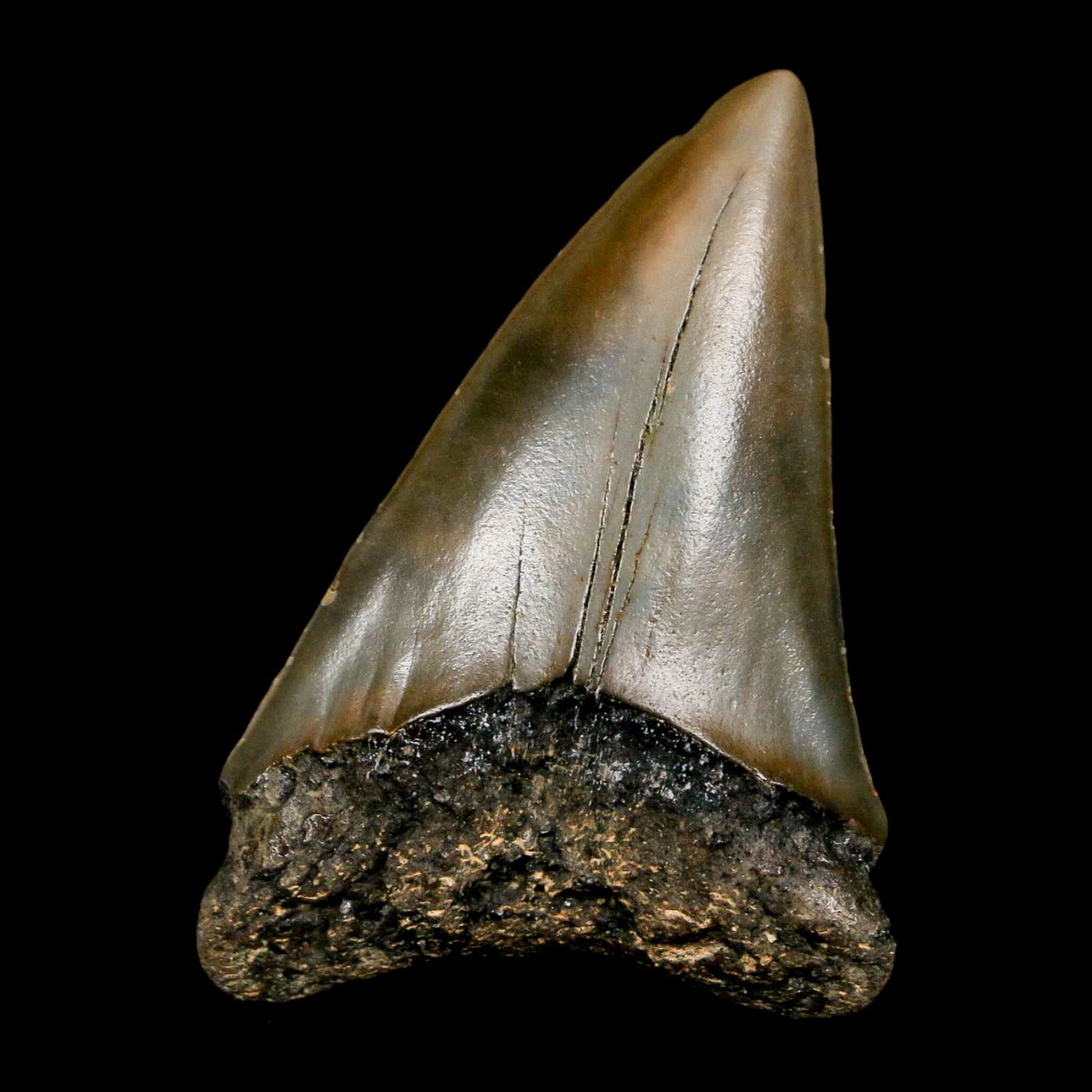 2.2" Quality Hastalis Mako Tooth Serrated Fossil Natural Miocene Age COA - Fossil Age Minerals