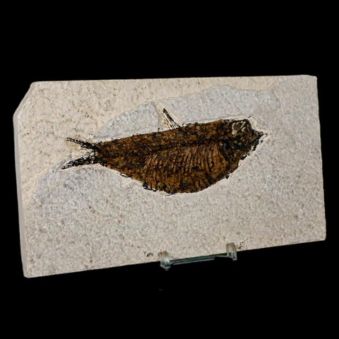 XL 4.6" Knightia Eocaena Fossil Fish Green River FM Wyoming Eocene Age COA & Stand