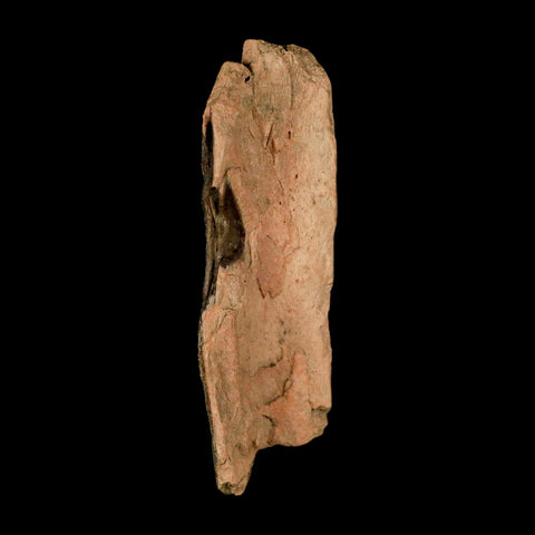 2.5" Tyrannosaurus Rex Fossil Bone Dinosaur Lance Creek Formation Wyoming COA