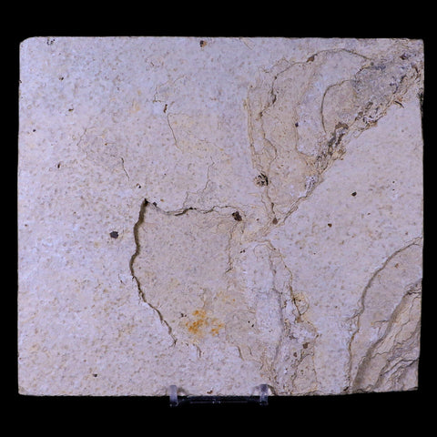 XL 6.2" Diplomystus Dentatus Fossil Fish Green River FM WY Eocene Age COA, Stand - Fossil Age Minerals