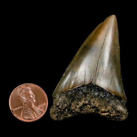 2.2" Quality Hastalis Mako Tooth Serrated Fossil Natural Miocene Age COA - Fossil Age Minerals