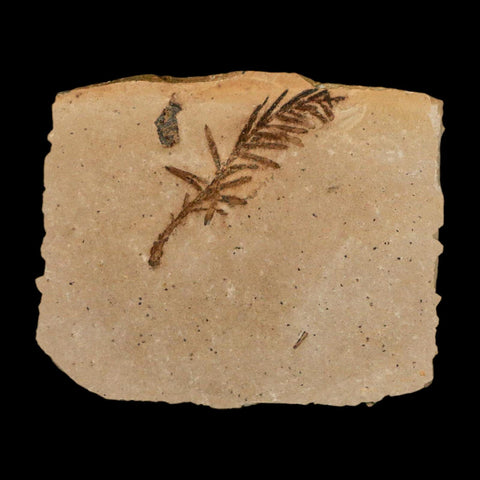 1.3" Detailed Fossil Plant Leafs Metasequoia Dawn Redwood Oligocene Age MT COA - Fossil Age Minerals