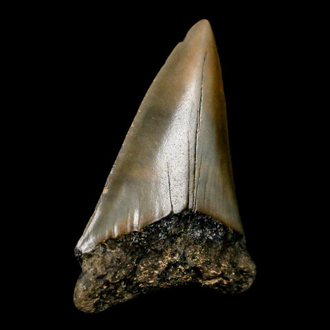 2.2" Quality Hastalis Mako Tooth Serrated Fossil Natural Miocene Age COA - Fossil Age Minerals