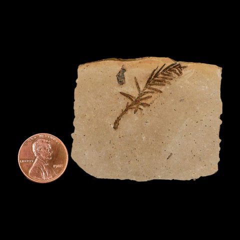1.3" Detailed Fossil Plant Leafs Metasequoia Dawn Redwood Oligocene Age MT COA - Fossil Age Minerals