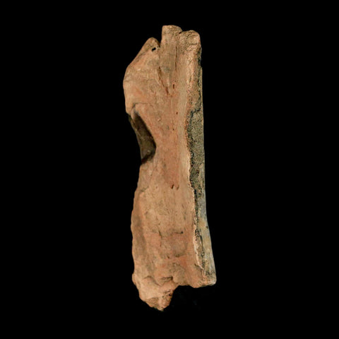 2.5" Tyrannosaurus Rex Fossil Bone Dinosaur Lance Creek Formation Wyoming COA
