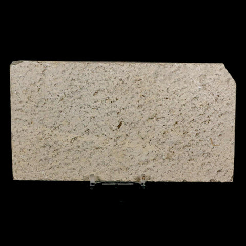 XL 4.6" Knightia Eocaena Fossil Fish Green River FM Wyoming Eocene Age COA & Stand