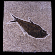 XL 5.2" Diplomystus Dentatus Fossil Fish Green River FM WY Eocene Age COA, Stand