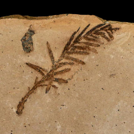 1.3" Detailed Fossil Plant Leafs Metasequoia Dawn Redwood Oligocene Age MT COA