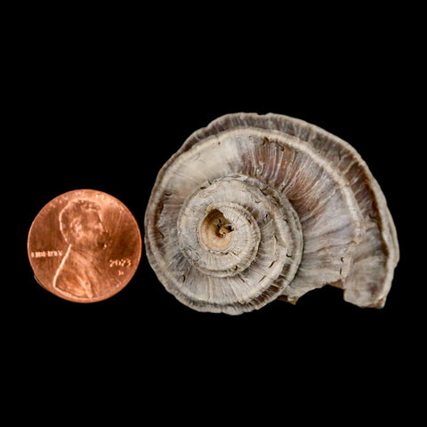 1.8" Ecphora Gardnerae Gastropod Fossil Shell Lee Creek Miocene Epoch North Carolina - Fossil Age Minerals