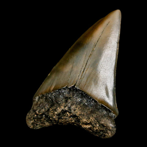 2.2" Quality Hastalis Mako Tooth Serrated Fossil Natural Miocene Age COA - Fossil Age Minerals