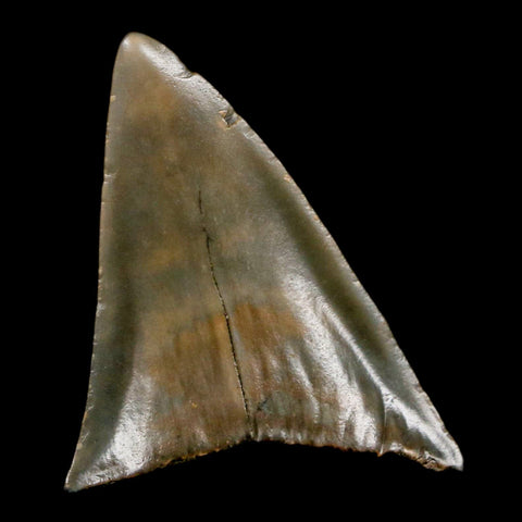 2.2" Quality Hastalis Mako Tooth Serrated Fossil Natural Miocene Age COA - Fossil Age Minerals