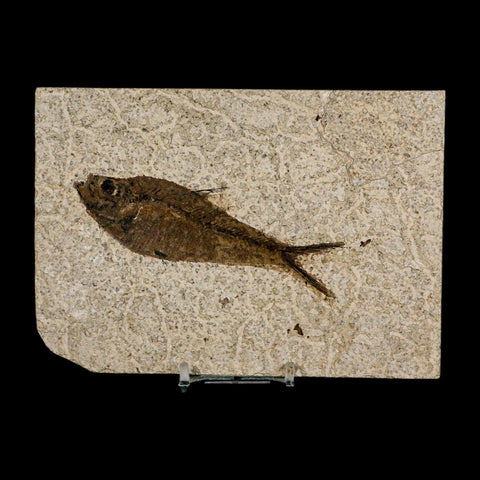 XL 4.2" Diplomystus Dentatus Fossil Fish Green River FM WY Eocene Age COA, Stand - Fossil Age Minerals
