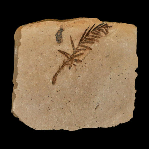 1.3" Detailed Fossil Plant Leafs Metasequoia Dawn Redwood Oligocene Age MT COA - Fossil Age Minerals
