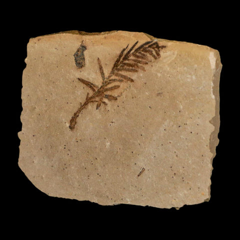 1.3" Detailed Fossil Plant Leafs Metasequoia Dawn Redwood Oligocene Age MT COA - Fossil Age Minerals