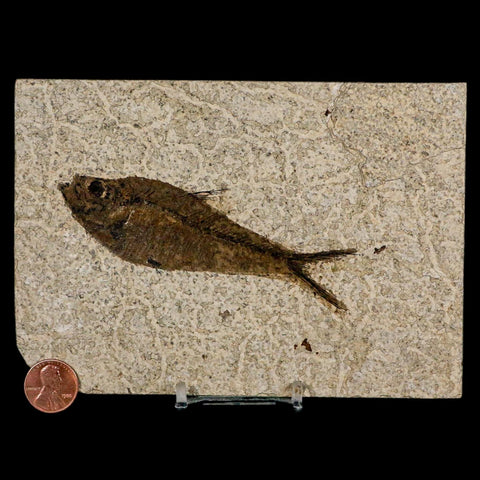 XL 4.2" Diplomystus Dentatus Fossil Fish Green River FM WY Eocene Age COA, Stand - Fossil Age Minerals